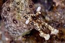 Sea Hare