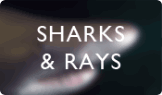 Shark & Rays
