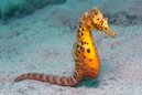 Potbellied Seahorse