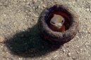 Brown Sabretooth Blenny