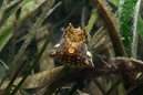 Thorny Backed Cowfish