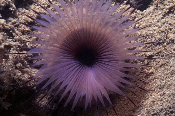 tube worm