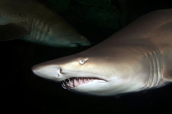 baby grey nurse shark