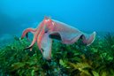 Giant Cuttlefish