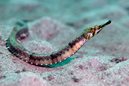 Tiger Pipefish