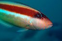 Maori Wrasse