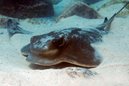 Southern Eagle Ray