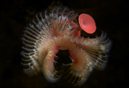 Feather Duster Worm