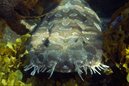 Wobbegong Shark