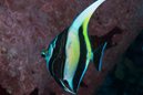 Moorish Idol