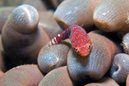 Cleaner Clingfish