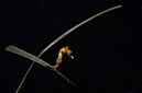 Baby White's Seahorse