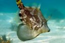 Fan-Bellied Leatherjacket