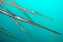 Trumpetfish