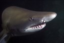 Grey Nurse Shark