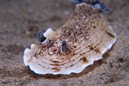 Pancake Aphelodoris Nudibranch