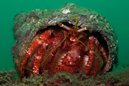 Hermit Crab