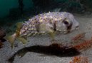 Three-Barred-Porcupinefish 