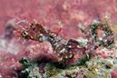 Pygmy Pipehorse