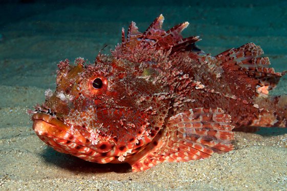 red scorpion fish