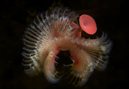 Feather Duster Worm