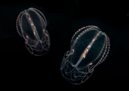 Comb Jellyfish