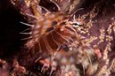 Dwarf Lionfish