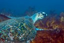 Green Turtle