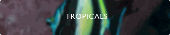 Tropicals