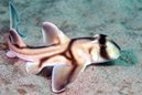 Baby Port Jackson Shark