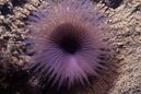 Purple Tube Worm