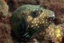 Stars and Stripes Toadfish