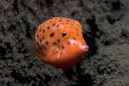 Eastern Smooth Boxfish