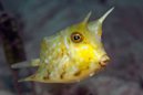 Horned Cowfish