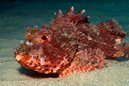 Eastern Red Scorpionfish