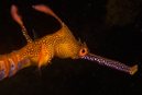 Weedy Seadragon