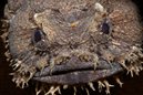 Dubious Frogfish