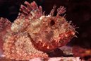 Eastern Red Scorpionfishfish