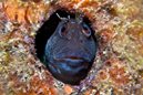 Horned Blenny