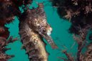 White's Seahorse