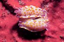 Sweet Seaslug