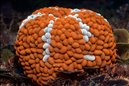 Football Anemone