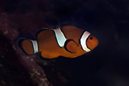 False Clownfish (Nemo)