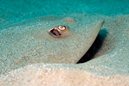 Common Stingaree