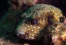 Stars and Stripes Toadfish