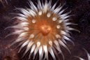 White-Striped Anemone