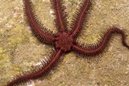 Brittlestar