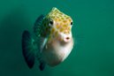 Eastern Smooth Boxfish