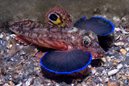 Spiny Gurnard