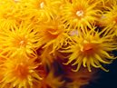Yellow Zoanthids